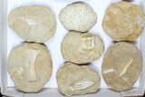 Flat: Cretaceous Marine Vertebrate Fossils - Pieces #96111-2